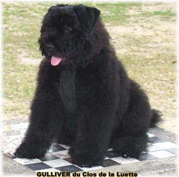 Chiot bouvier des flandres SITE WEB ELEVAGE DU CLOS DE LA LUETTE SPECIALISE POUR LE BOUVIER DES FLANDRES ©